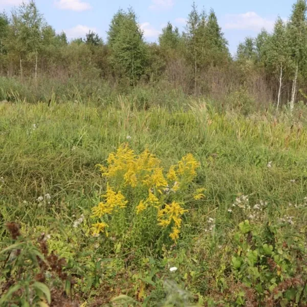 В нацпарку на Волині з'явився чужинець, який витісняє місцеві рослини (фото)