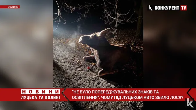 Водій не порушував ПДР: подробиці аварії під Луцьком, у якій збили лося (відео)