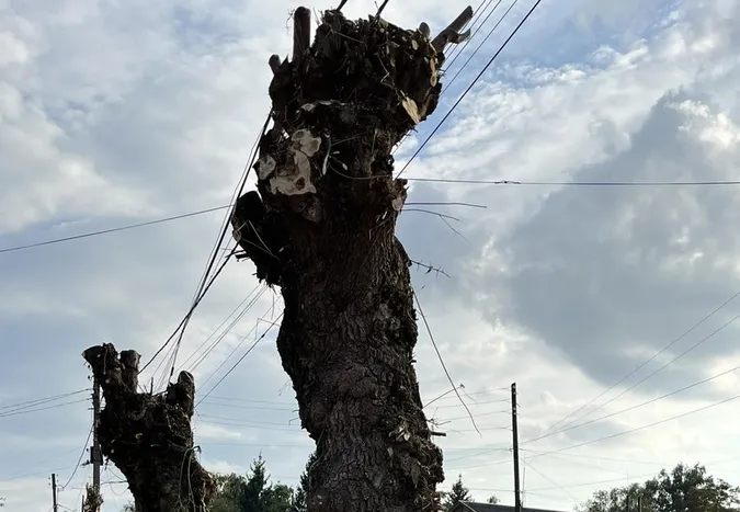 Через білого метелика в Ковелі гілля на деревах зрізають аж до стовбура