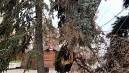 У центрі Луцька всихає тріо різдвяних ялинок (фото)