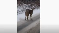 Жити у Гаразджі: луцький ресторатор зустрів козуль на дорозі (фото)