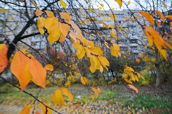 Луцький фотохудожник показав «останнє золото осені»