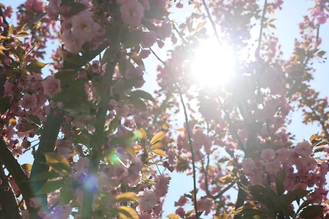 🌸 Маленька Японія у Луцьку: у центрі міста розцвіли сакури (фото)