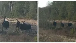 На Волині помітили сімейку червонокнижних лосів (мімішне відео)