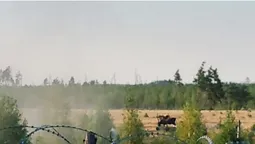 На Рівненщині корови підірвалися на мінах (фото)