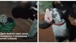 Кіт і собака пролетіли 12 км дроном: волинські бійці евакуювали хвостатих з позиції (відео)
