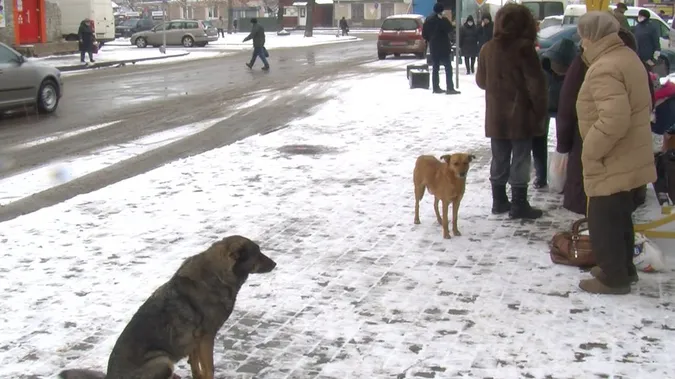 П'ять покусаних людей за тиждень: у місті на Волині страждають від вуличних псів
