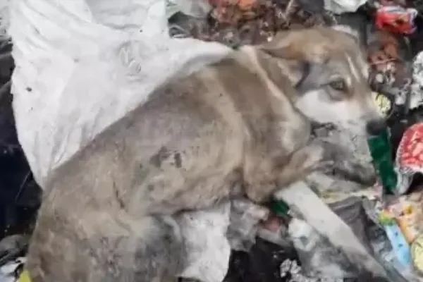 Запхали в мішок і били трубою: на Львівщині підлітки знущалися з собаки (фото, відео)