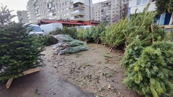 У Луцьку серед продавців «святкових» дерев шукали порушників