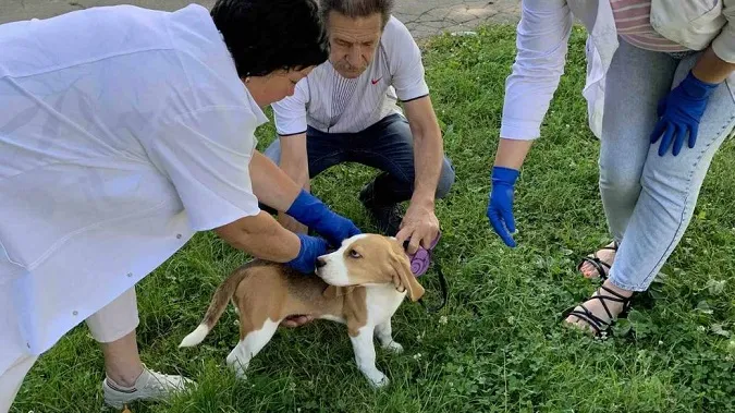У Луцьку безплатно вакцинуватимуть від сказу домашніх тварин: де і коли