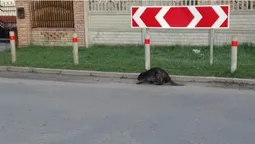 У Ківерцях дорогою прогулювався бобер (фотофакт)