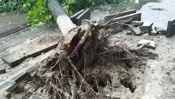 Під час зливи у центрі Луцька завалилося дерево (фото)