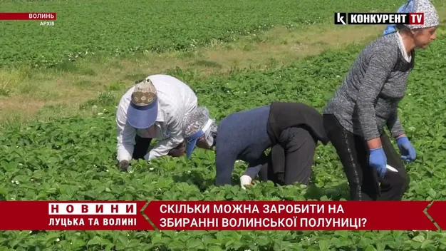 Скільки цьогоріч можна заробити на полуниці в Хорохорині на Волині