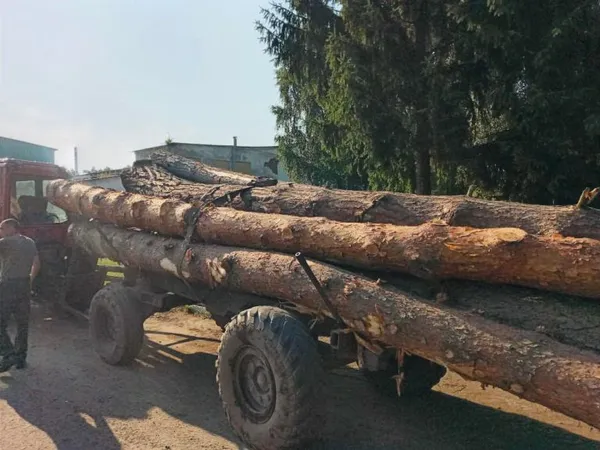 На Волині дерево під час падіння травмувало крадія лісу (фото)