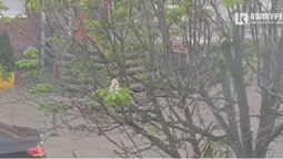 Природна аномалія: в осінньому Луцьку розцвів каштан (фото)