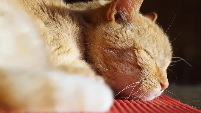 Як коти обирають собі улюблені місця для сну