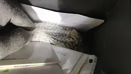 На Волині затримали білоруса з набоями (фото)