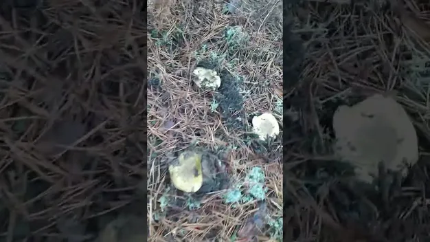 Можна сплутати з отруйним грибом: на Волині почали збирати зелениці (фото, відео)