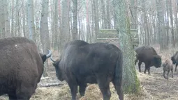На Волині порахували зубрів і зубренят (фото)