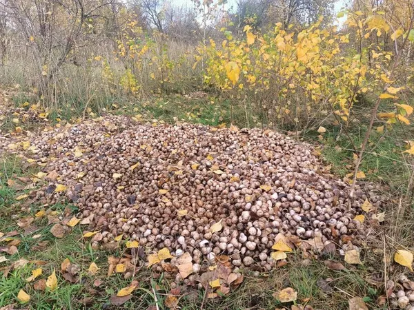 Місце, де викинули панцирі равликів