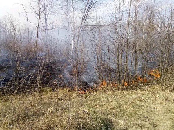 На Волині ліквідували дві масштабні пожежі гектарів трави (фото)