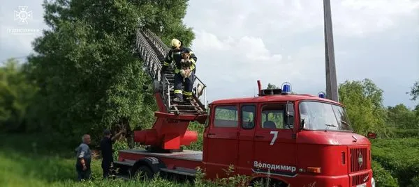 Дістали з дерева собаку, а з канави – корову: на Волині рятували тварин (фото)