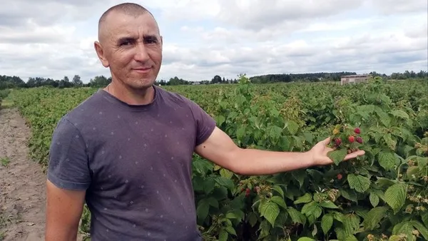 Валерій Ющик блія малини, яку вирощує з родиною