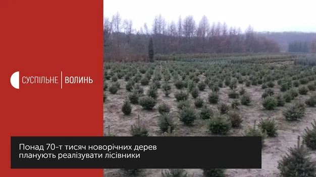 На Волині вирощують ялинки, які не обсипаються (відео)