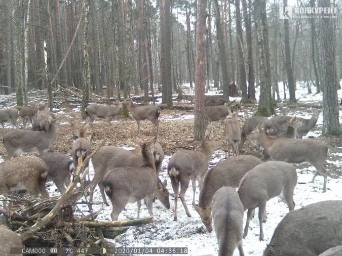 Що роблять волинські олені, коли їх ніхто не бачить: лісівники показали фото