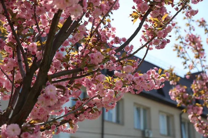 🌸 Маленька Японія у Луцьку: у центрі міста розцвіли сакури (фото)