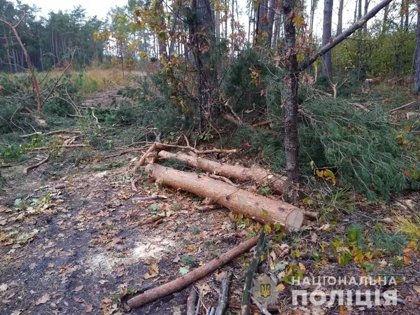 Волинянину загрожує позбавлення волі за незаконну вирубку лісу (фото)
