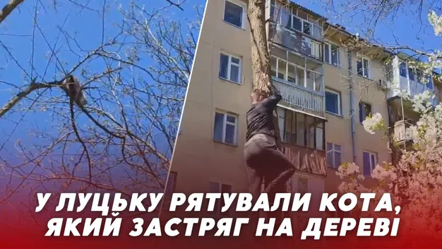 Чи реально в Луцьку врятувати кота, який застряг на дереві (відео)