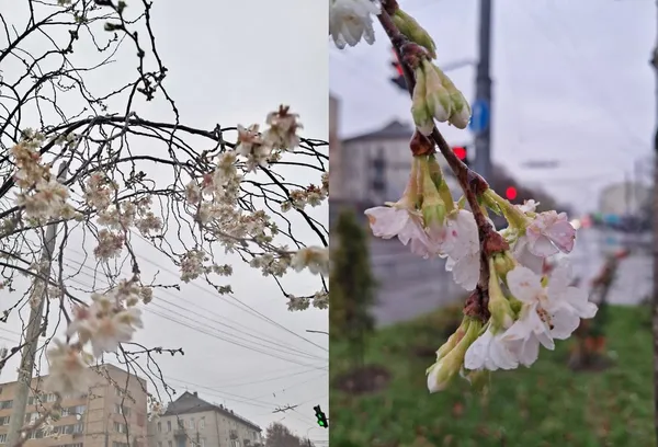 Цвіте сакура в листопаді на Ковельській у Луцьку