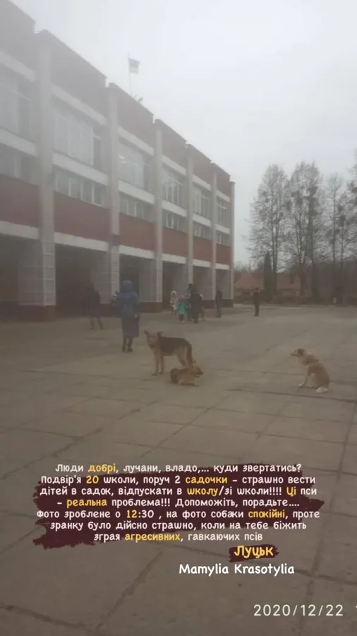 «Весь двір в собачому га*ні»: лучани скаржаться на бродячих псів