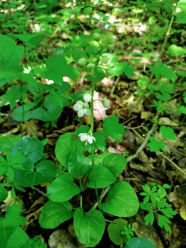 Грушанка круглолиста (Pyrola rotundifolia)