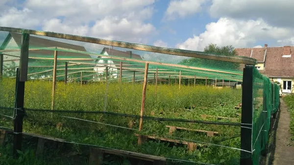 У Ківерцівському районі вирощують середземноморських равликів (фото, відео)