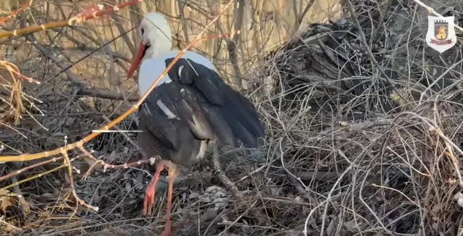 У Луцьку врятували лелеку з поламаним крилом (відео)