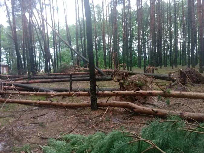 Вирвані з корінням дерева: на Світязі через буревій постраждав дитячий табір (відео)