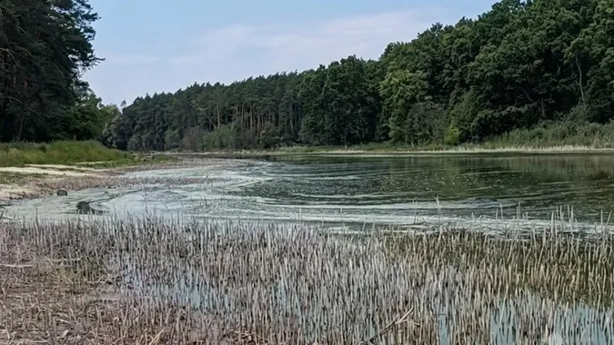 Колись тут відпочивали сотні людей: чому озеро Лісне на Волині перетворюється на болото