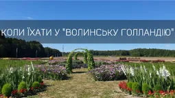 «Волинська Голландія»: коли варто їхати на фестиваль квітів, і що там буде цього року (відео)