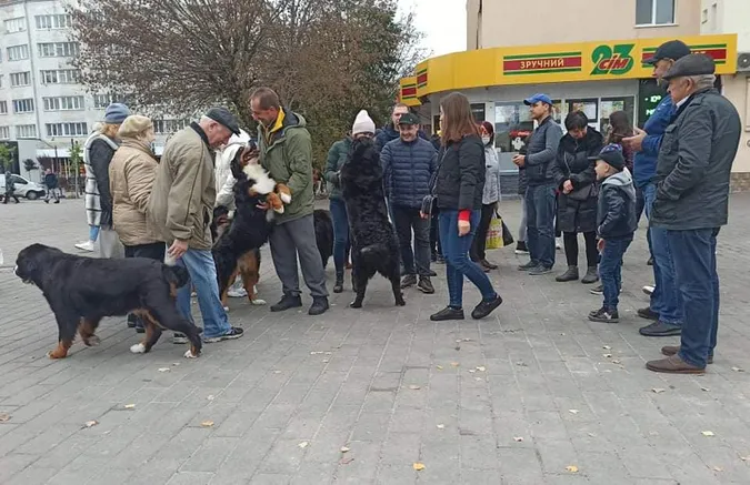 У центрі Луцька закружляв «собачий» вальс (фото, відео)