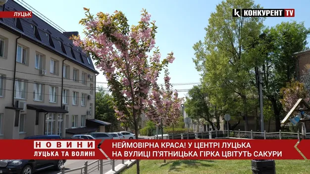Біля луцького ЦНАПу розцвіла сакура (фото, відео)