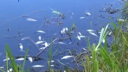 У луцькій Сапалаївці масово поздихала риба