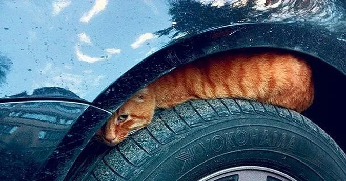 Головне у Луцьку: ТОП новин четверга, 7 жовтня