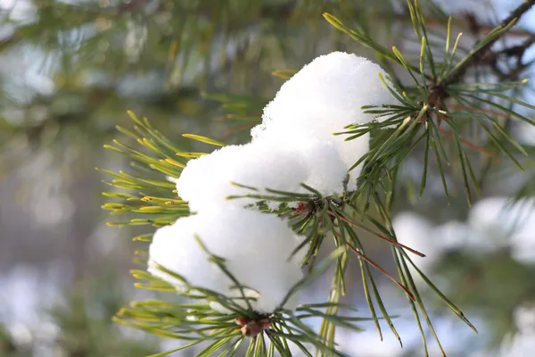 У нацпарку на Волині «наслідили» дикі тварини (фото)