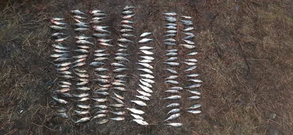 На Волині суд звільнив від відповідальності браконьєрів (фото)