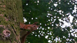 Осінь у луцькому парку: тиша і сплеск кольорів (ФОТО)