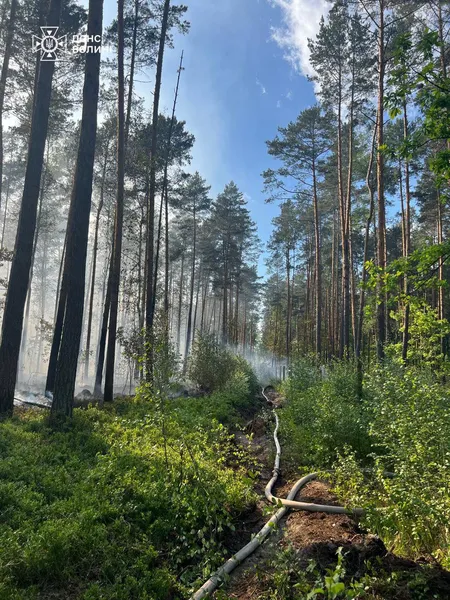 Горять гектари: на Волині рятувальники гасять масштабну лісову пожежу (фото)