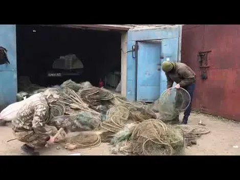 Рубали сокирою та шматували ножем: на Волині знищили майже 19 кілометрів браконьєрських сіток (відео)