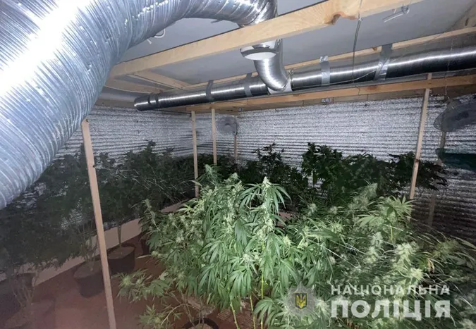 50 кіло канабісу: у Луцькому районі вилучили наркотиків на пів мільйона гривень (фото, відео)